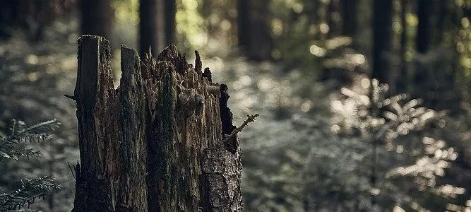 Tree stump in a forest with blurred background.